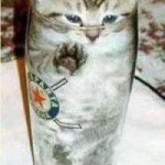 cat in glass