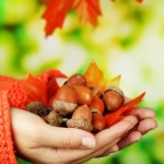 Man hands with acorns, on bright background